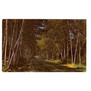 Postcard Chrome era Shelburne Birches White Mountains New Hampshire